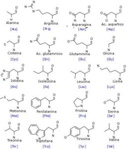 normal_aminoacidi